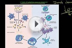 104P - Introduction to primary and secondary Immune