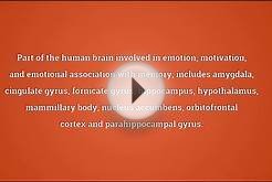 Limbic system Meaning