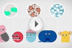 The Immune System Explained I – Bacteria Infection